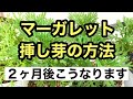 【ガーデニングを楽しもう！】挿し芽の様子から２か月後の様子までをまとめた動画です。マーガレットの挿し芽の方法について少し詳しく説明してあります。
