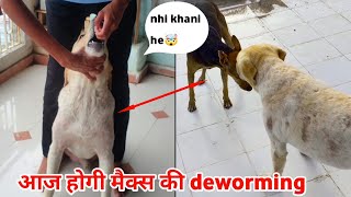 आज होगी max की deworming : labrador dog ki deworming kaise kare : dog funny video by At Mix Vlogs 177 views 9 months ago 4 minutes, 20 seconds