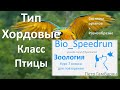 23. Птицы часть II (Speedrun зоология 7 класс, ЕГЭ, ОГЭ 2021)