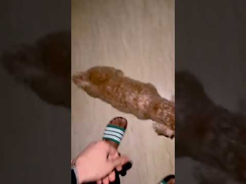 كلب مطيع وجدته في الشارع انه كانيش وحيدا وجائعا انه ينبح