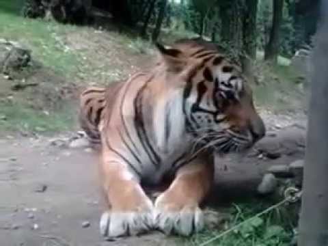 Vidéo: Tomodensitométrie Et étude D'imagerie Par Résonance Magnétique D'une Articulation Du Tarse Normale Chez Un Tigre Du Bengale (Panthera Tigris)