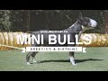 BIRTHING AND BREEDING MINI BULL TERRIERS の動画、YouTube動画。