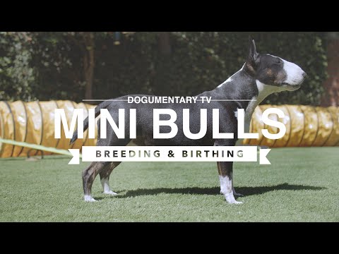 Βίντεο: Μινιατούρα Bull Terrier Dog Breed Υποαλλεργικό, Υγεία και Διάρκεια Ζωής