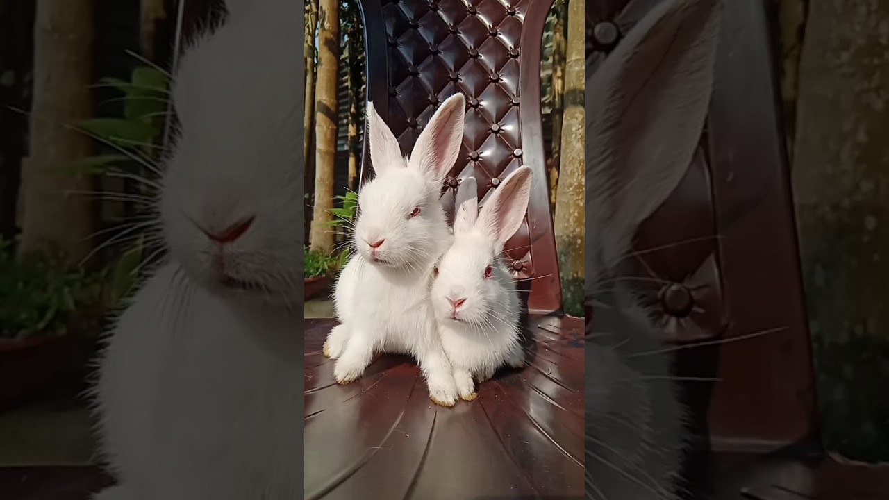 Bunnies playing on a chair