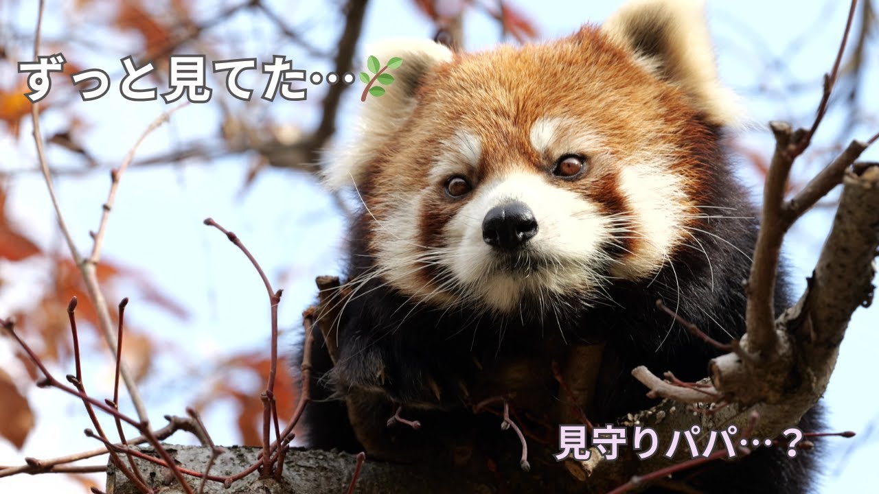 ムギくん、ずっと見てた…🐼🌿｜木の上の見守りパパ時間