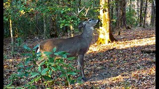 Clarke County Alabama, 2024, Trail Camera and Hand Held Camera Video Data. Whitetail Deer