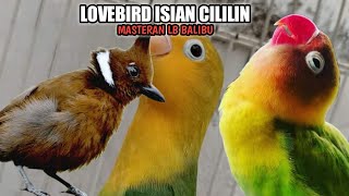 BURUNG LOVEBIRD ISIAN CILILIN NGEKEK PANJANG || MASTERAN BURUNG LOVEBIRD ISIAN BURUNG CILILIN