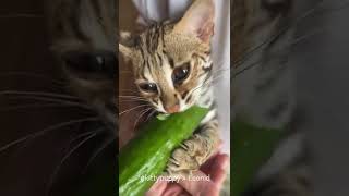 Asian Leopard Cat Leonid Tried to Eat Cucumber and Jamon #shorts