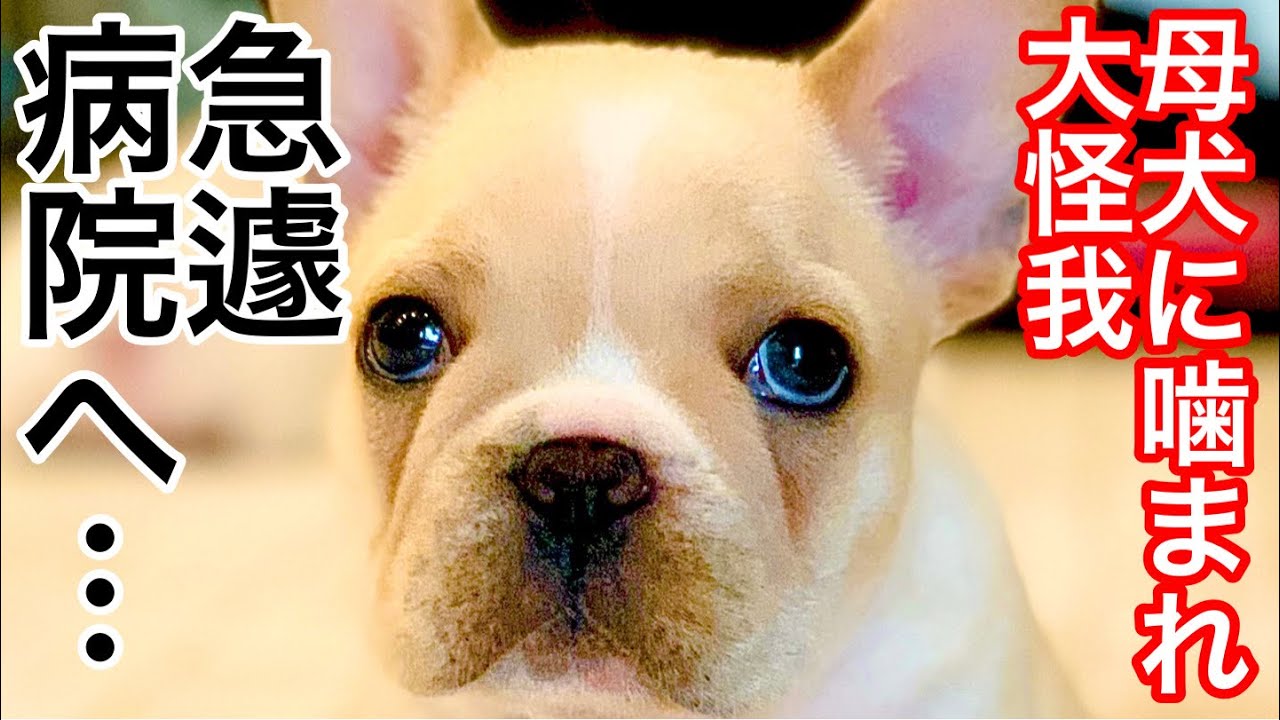 嘘でしょ 母犬に噛まれた子犬が大怪我をして急遽病院へ Youtube