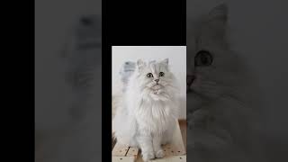 funny cat videos, kompilacja śmieszne koty, cats and dogs, cute animals, cute cat