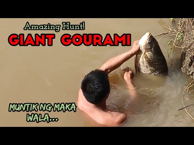 HOW TO CATCH GIANT GOURAMI‼️#adventure #airgunfishing #tiksayfishing #viral #fyp @pawikshunter2801 class=