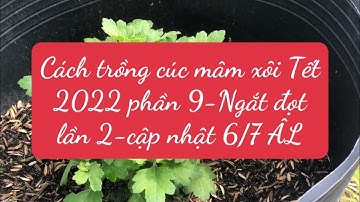 Cách trồng cúc mâm xôi Tết 2022 phần 9 - Ngắt đọt lần 2