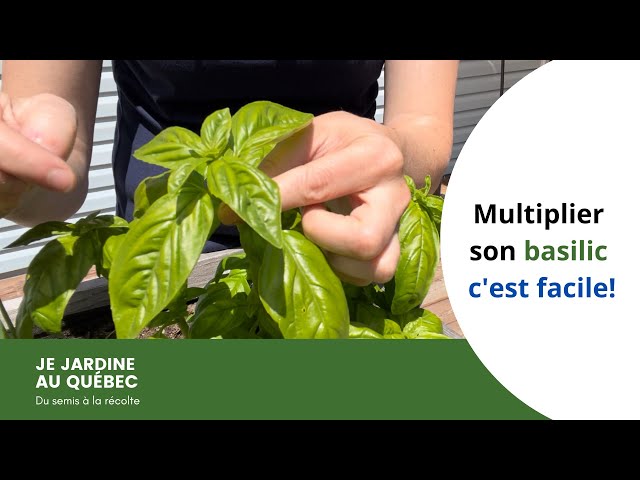 Basilic : ce détail sur la tige prédit s’il va tenir tout l’été… ou griller en quelques jours