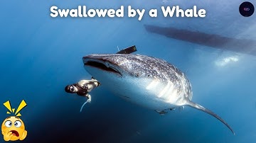 What If You Were Swallowed by a Whale 🐋😱 The Terrifying Science Explained
