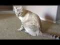 Highlander Lynx Cat Chirping の動画、YouTube動画。