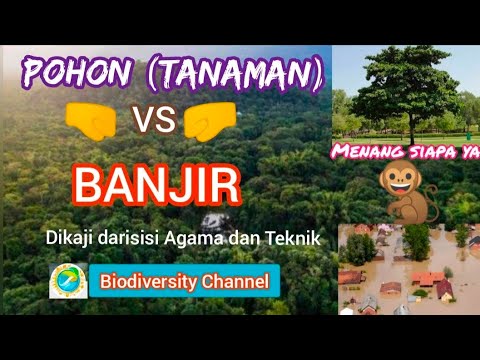 Video: Bagaimana vegetasi dapat mengurangi banjir?