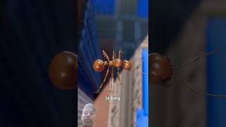 Dropping An Ant Off The Empire State Building 🤔