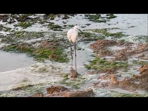 ბედნიერების ჩიტი! მაგრამ მხოლოდ ჩემი გამომწერებისთვის!