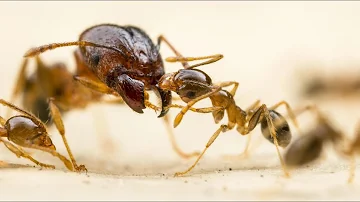 Was kann ich meinen Ameisen zu essen geben?