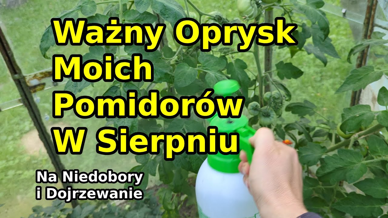 Ważny oprysk moich Pomidorów w sierpniu 