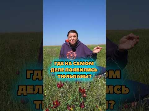 Тюльпаны из Голландии или из Калмыкии? Где они появились на самом деле?