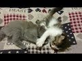 Funny kitten