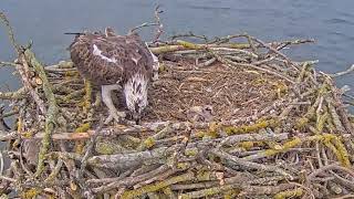 Having survived being ejected, Rutland Ospreys bob gets hit with a stick by mum! 15 May 2024 (zoom)