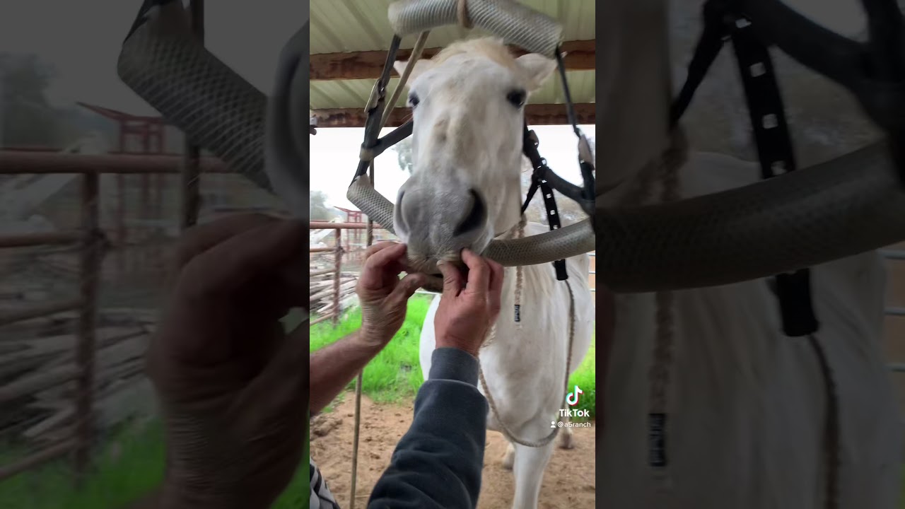 Horse With a Mustache!!