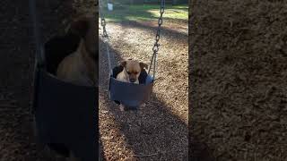 Just a swinging pup...nothing to look at here.