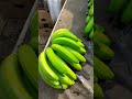 G9 Cavendish Banana Loading for Dubai