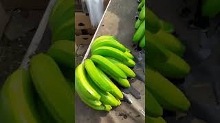 G9 Cavendish Banana Loading for Dubai