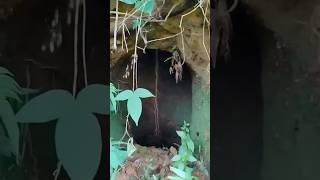 ada kandang burung juna
