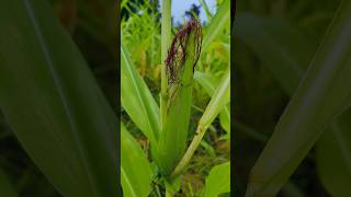 Amazing Sweet Corn ??shorts fruit shortsfeed reels viralvideo