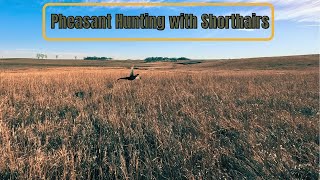 Pheasant Hunting with GSP's