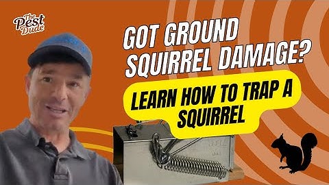 Ground Squirrel Damage! How to trap a squirrel