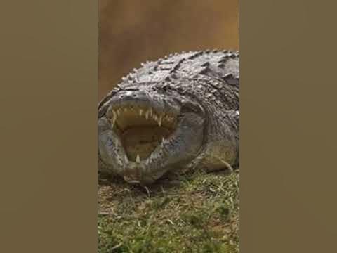 5 Fascinating Facts About the Nile Crocodile | UNKNOWN FACTS - YouTube
