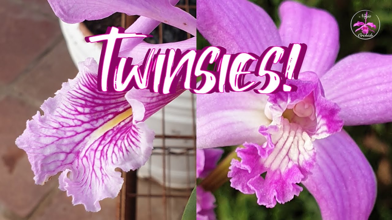 Cattleya maxima Laelia crispilabia Commonalities | South America's