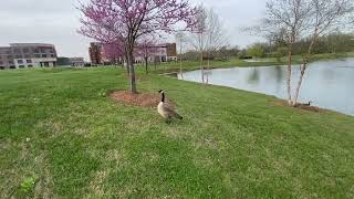 Парк в штате Теннеси рядом с тракстопом как всегда утки прилетели весной