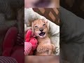 Baby Lion Gets New Life