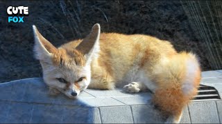 Fennec Fox Having A Nap