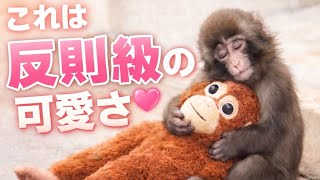 これは反則級の可愛さ🩷オランママに跨がるパンチ君🐵😊 - YouTube
