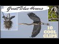 Great Blue Heron Video Compilation (Amazing Behaviors!)