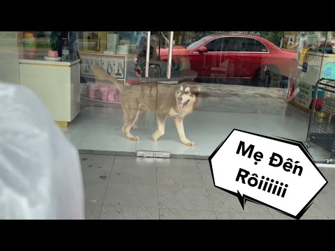 Thăm Mật Sau 10 Ngày Giãn Cách - Khổ Thân Ở Shop 1 Mình - Mật Pet Family
