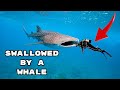 Could a Whale Accidentally Swallow You?