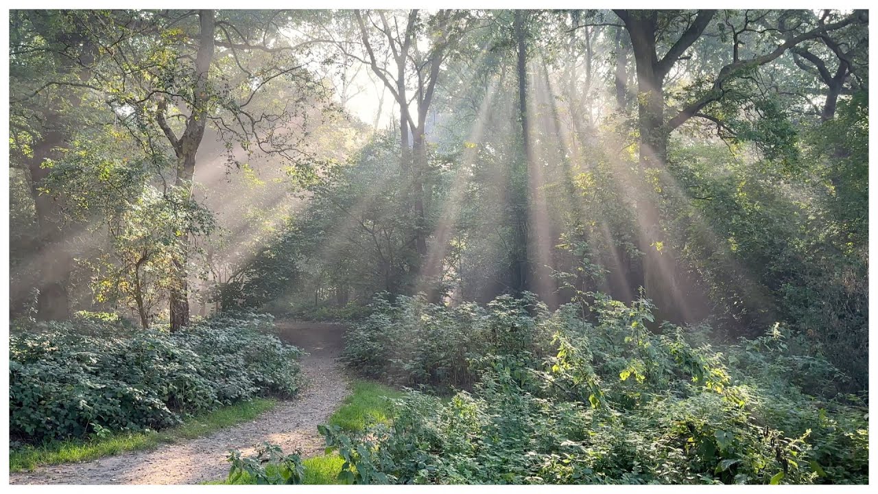 Hamsey Green to Farleigh, a walk through ancient woodland and beautiful countryside
