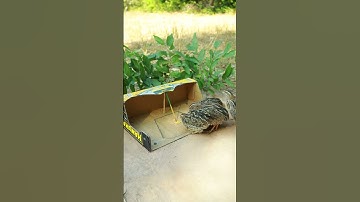 Creative Easy Bird Trap Technique - Quail Trap #simple bird trap #shorts #technique