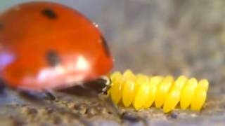 Ladybug Laying Eggs!  (Close-up)