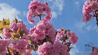 Prunus serrulata 'Kanzan' višeň pilovitá sakura