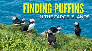Finding Puffins on Mykines in the Faroe Islands