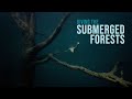 Diving the Submerged Forests of Lake Hāwea - New Zealand